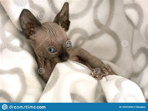 Kitten Bald Cat Hairless Canadian Sphynx Brown Grey Siamese Stock