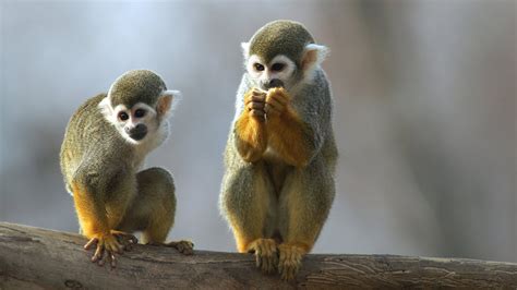 Rainforest Monkeys