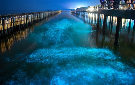 6 Famous Bioluminescent Beaches In The World That Will Blow Your Mind