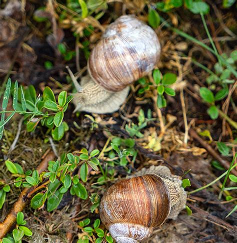How To Harvest And Cook Snails From The Garden Edible Communities