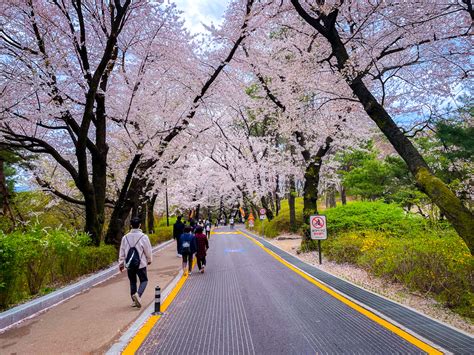 a guide to spring in korea 2023 the best time of year to visit korea hoptraveler