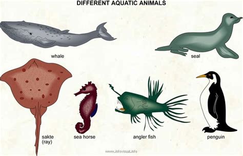 What Types Of Animals Live In Water Quora
