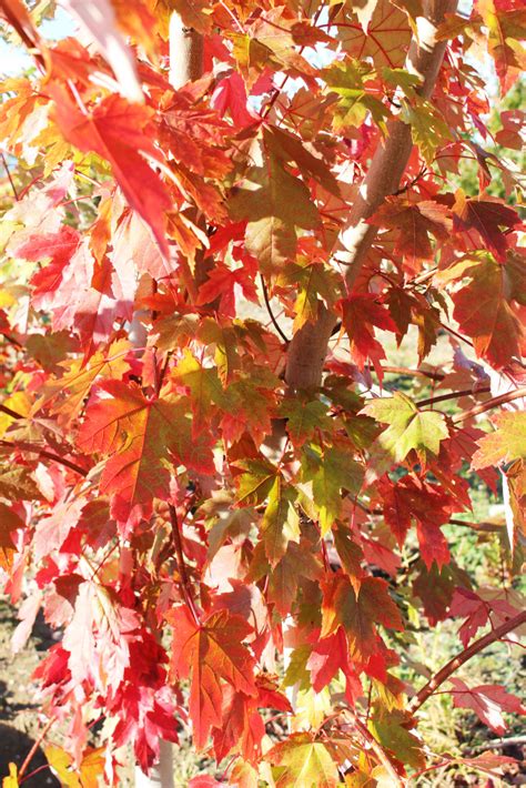 Autumn Blaze Maple
