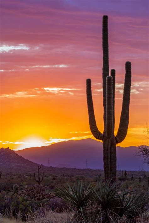 Vibrant Arizona Desert Sunrise With Saguaro Cactus In 2023 Sunrise
