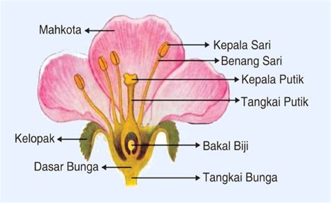 Bagian Bunga Yang Menarik Serangga Homecare