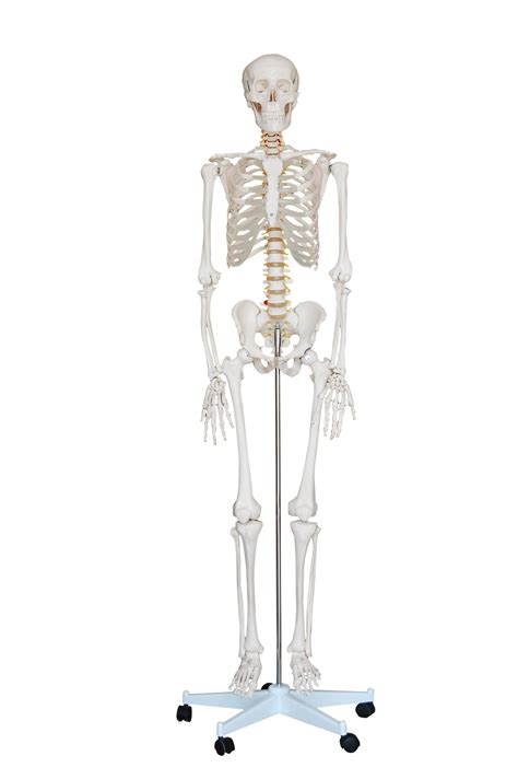 Life Size Skeleton Models Ideal For Studying Human Anatomy