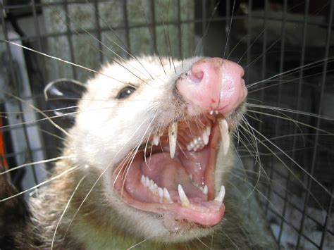 Opossum Photograph 021 Opossums Have The Most Teeth Of Any Mammal A