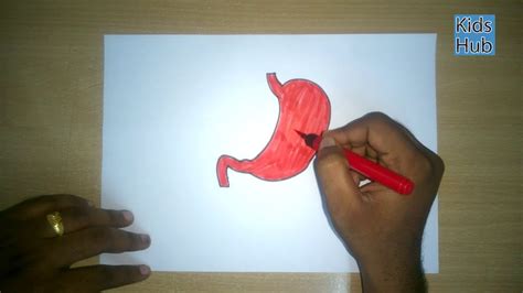 How To Draw A Stomach Parts Of The Inner Body Easy Step By Step