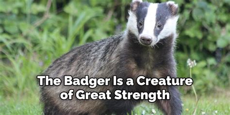 Badger Spiritual Meaning Symbolism And Totem Explained