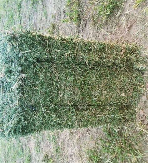 Alfalfa Small Bale 50lbs Lawson Woods Hay Supply