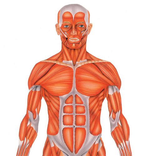 Músculos Del Cuerpo Humano Doctissimo Musculos Del Cuerpo Cuerpo