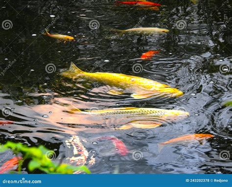 Koi Carp Feeding On Waters Surface In Pond Stock Photo Image Of Carp