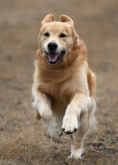 Price can be an indication towards the quality of the puppies breed lines and. Dallas-Ft. Worth Metro Golden Retriever Club