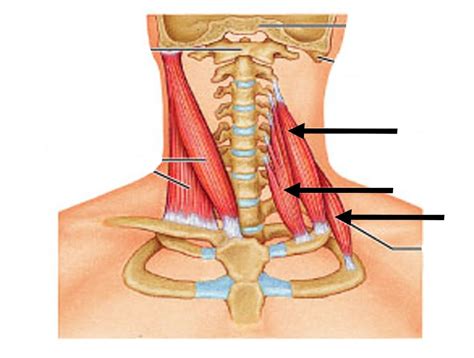 Sternocleidomastoid Clavicle Insertion Anatomyreference Pinterest