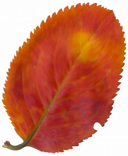 Leaf Fall Clipart Daun Gambar Maple Aesthetic