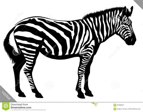 Black And White Linear Paint Draw Zebra Vector Illustration Stock