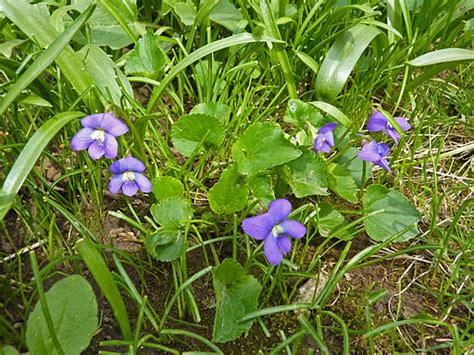 Does your flower resemble this? Controlling Wild Violet Weeds in the Lawn