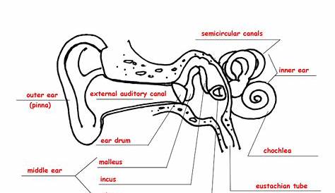 Parts of the Ear – Fill In the Blank