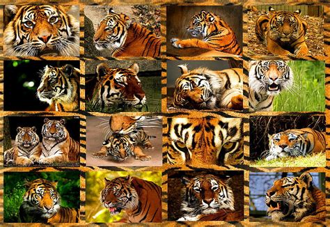 Free Download Feline Collage Feline Wildlife Tiger Collage