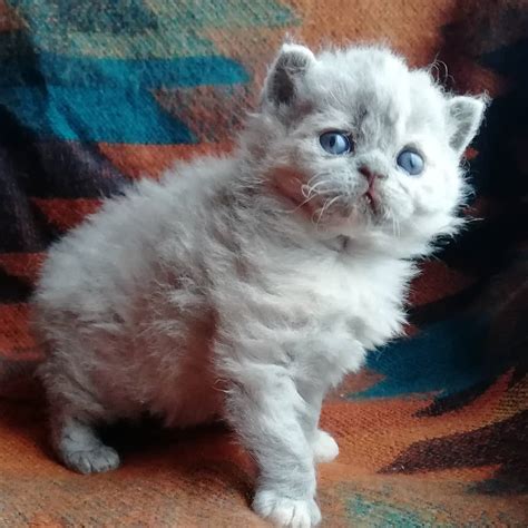 Selkirk rex cats care, at the best online prices at ebay! Selkirk rex kittens for sale missouri
