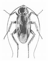 Cockroach Drawing Pictures