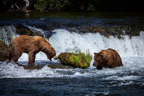 Two Alaskan Brown Bears At Brooks Falls Katmai National Park Stock