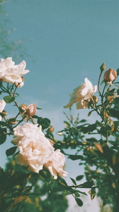 Wallpaper tumblr pc luxury wallpaper tumblr 19201200 tumblr these funny backgroud images are all free to your. Vintage Wallpaper Photography Tumblr Photographie De ...