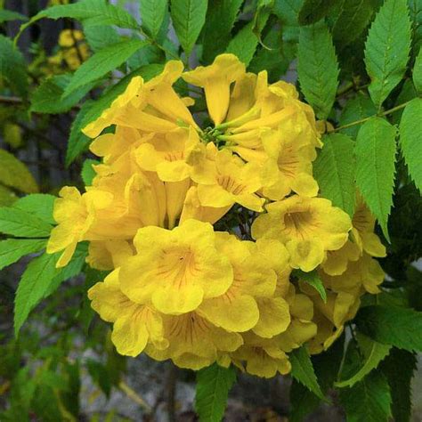 Buy Tecoma Stans Yellow Trumpetbush 05 Kg Seeds Online From