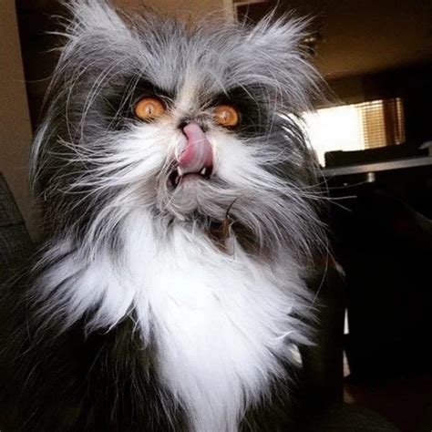 Angry Cats Who Ended Up Looking Awwdorable Photos Evil Cat Funny