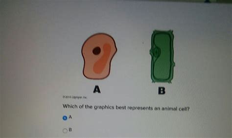 Viruses can lead to cancer by associating with host proteins, proliferating when the human immune system is weakened, and hijacking proliferating human cells. Which of the graphics best represents an animal cell A B ...