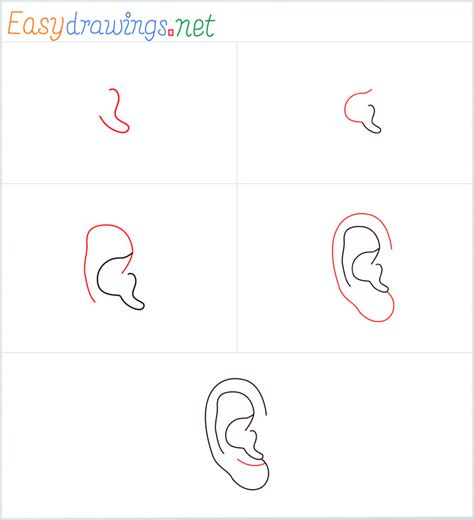 How To Draw Ears Step By Step For Beginners Learn A Simple Way To