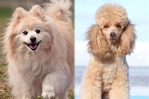 Are Pomeranian Poodle Mixes Hypoallergenic