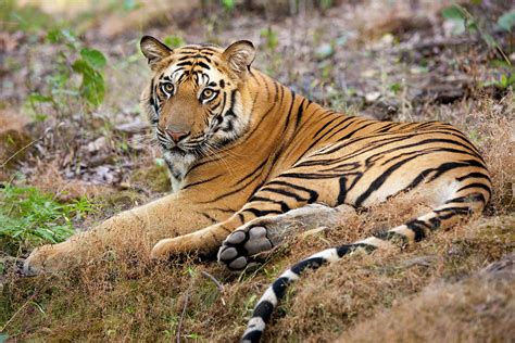 An Adult Tiger In Bandhavgarh National Photograph By Mint Images Art