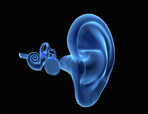 3d Human Ear Anatomy Allied Medical Training