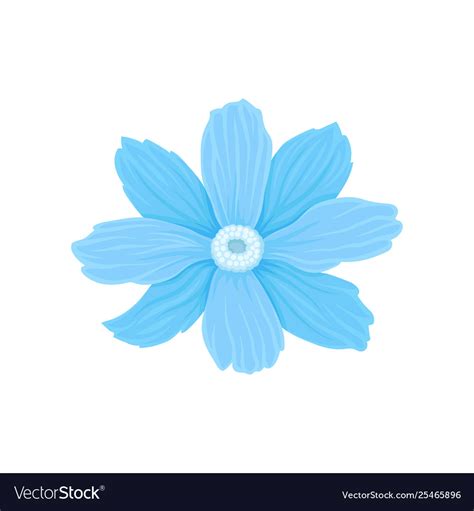 Blue Flower White Background Images Best Flower Site