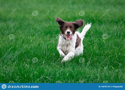 Cheerful Dog Running With Ears Erected And Showing Tongue Stock Image