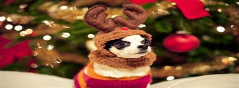 Animal Aww Christmas Cute Deer Facebook Covers Facebook Covers Myfbcovers