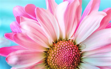 Download 2560x1600 Wallpaper Close Up Pink Daisy Bloom Dual Wide