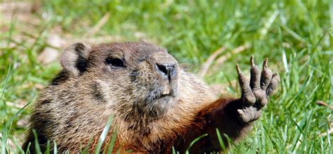 Vous vous souvenez de ce film, un jour sans fin réalisé par harold ramis, dans lequel le héros phil connors incarné par bill murray vit en boucle sa cet événement fait référence à une tradition américaine qui consiste à observer le terrier d'une marmotte à punxsutawney, une petite ville de. DRÔLE : Le Jour de la Marmotte en GIFs | Noovo | Noovo