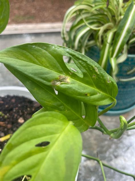 Medical advice for monstera : r/Monstera