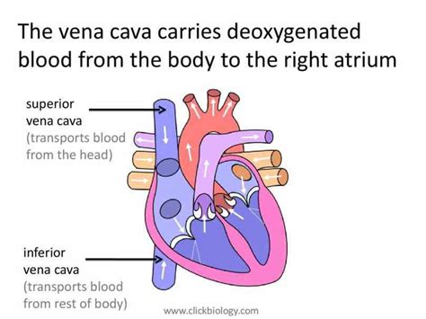 Inferior Vena Cava Anatomy Branches Function Human