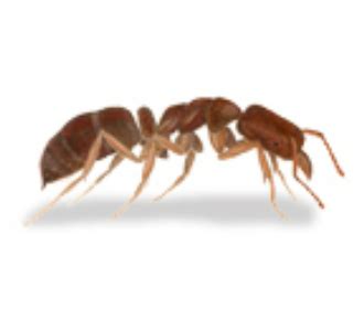 Encontre formiga rainha para formigueiro no mercadolivre.com.br! Como Saber Qual é a Formiga Rainha? Como Acabar com Ela? | Mundo Ecologia