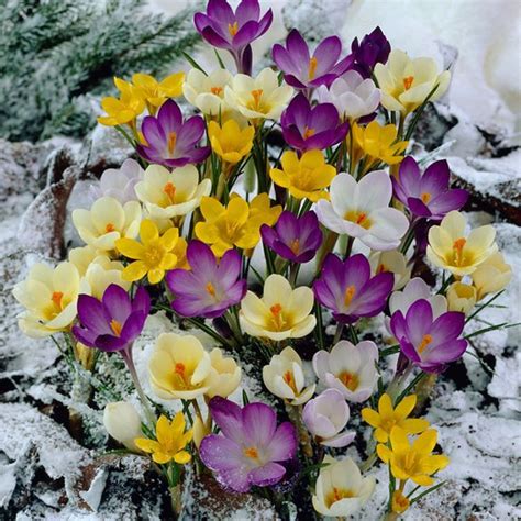 Snow Crocus Mix Crocus Flower Crocus Bulbs Bulb Flowers