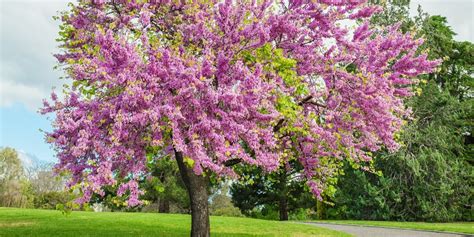 6 Pink Flowering Trees In Texas Gfl Outdoors