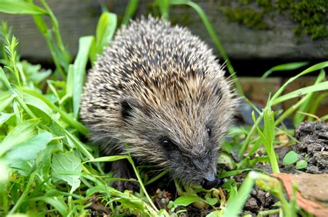 All About Hedgehogs Their Behaviour Ecology Distribution