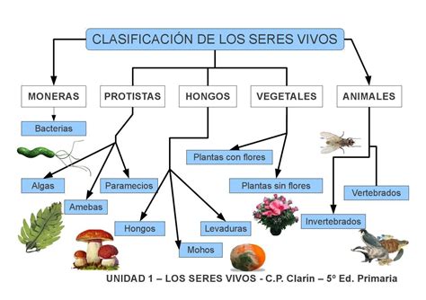 Clasificacion De Los Seres Vivos Cuadro Sinoptico Rollo Porn Sex Picture The Best Porn Website