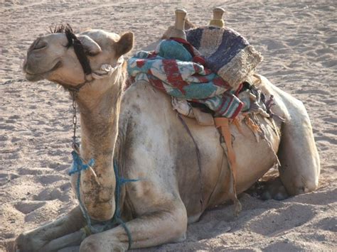 If you want to go fast, ride a horse, if you want to go far, go on a camel. Camel Free Stock Photo - Public Domain Pictures