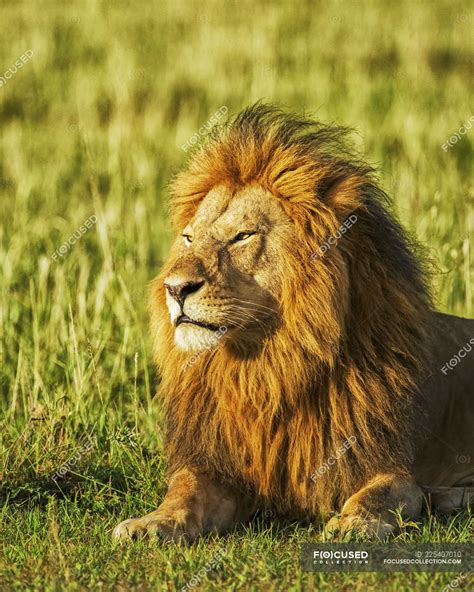 Majestuoso León Peludo En Hábitat Natural — África Aire Libre Stock