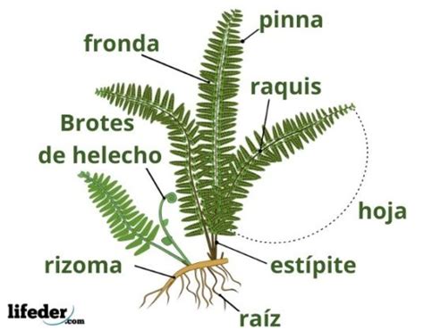 Ciclo De Vida Del Helecho Fases Y Características Con Imágenes