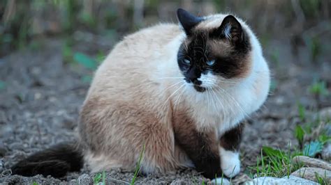 Snowshoe Cat Breed Characteristics And Info World Cat Finder